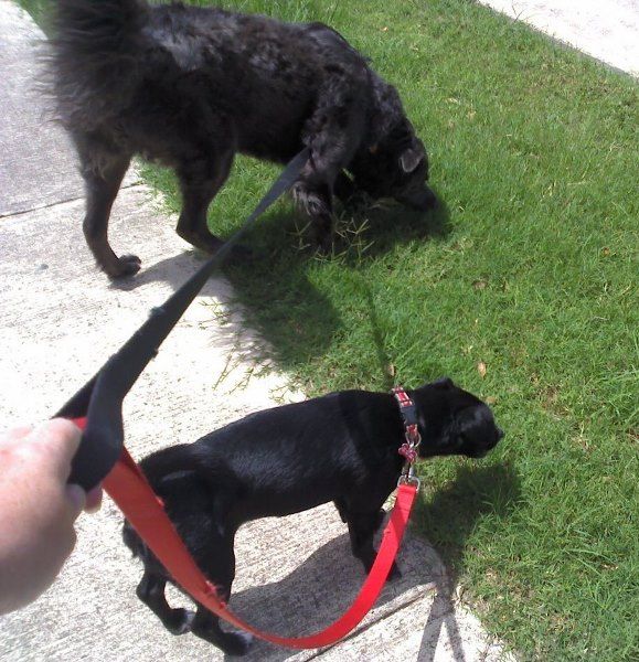 Emma and Django love to be outdoors!