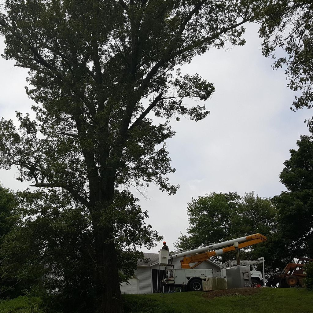 Allcare Tree Service and Stump Grinding