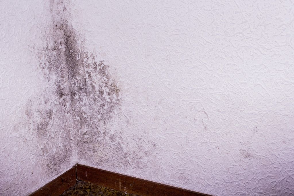 Mold Remediation
