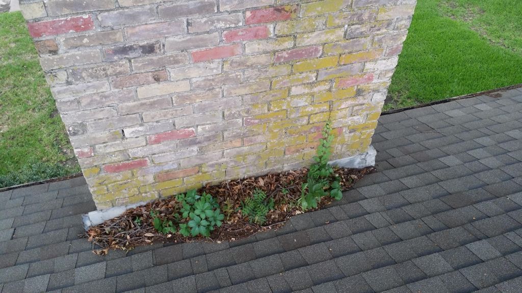 Does your chimney have something growing out of it