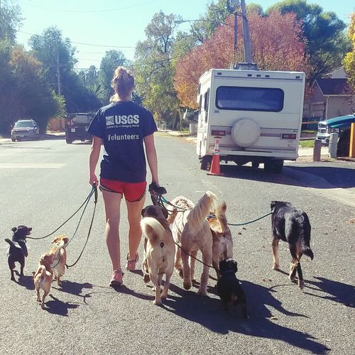 8 dog pack walk. I am more than just a dog walker,