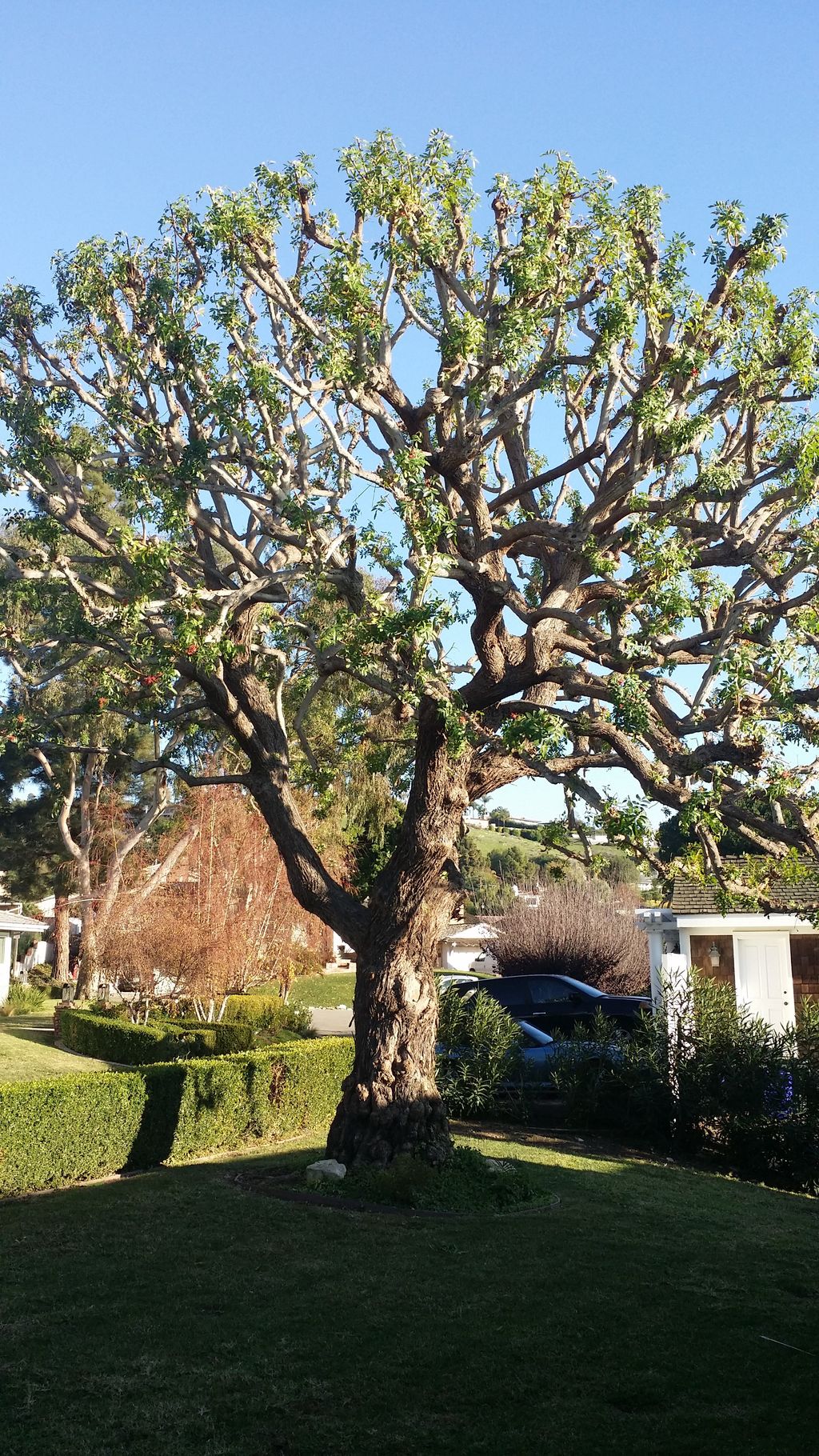 Large Tree Trimming
Satisfied Thumbtack Customer