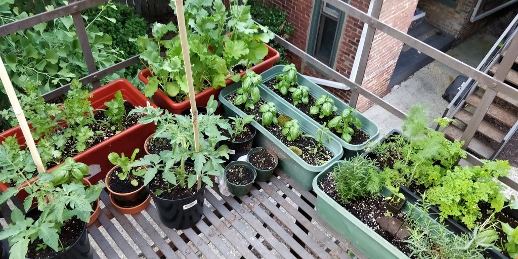 Fresh herbs to work with!