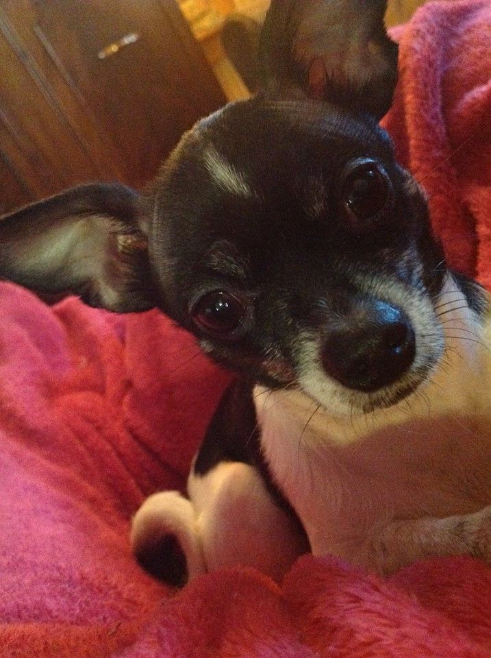 Tink