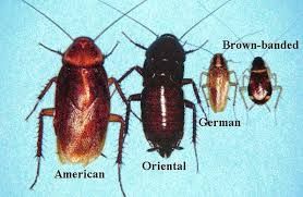 Roaches both inside and outside don't have a chanc