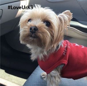 What a face! Love Ur K9!