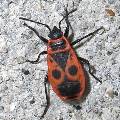 Boxelder Bug