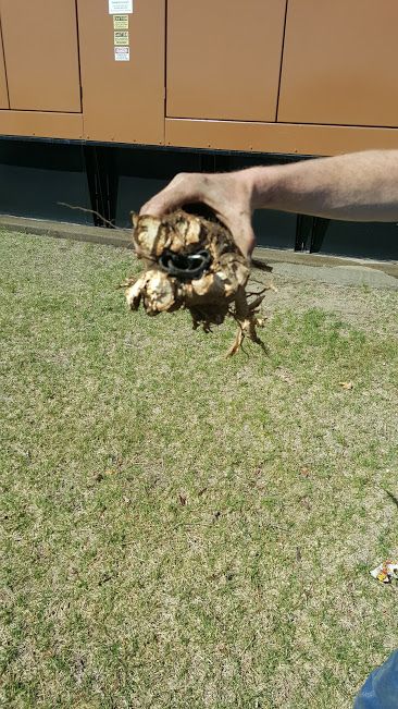 Tree root that was crushing a sprinkler head.