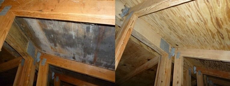 Portland Attic Mold cleaning and removal