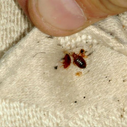 Bedbugs-Various Nymphs and adults.