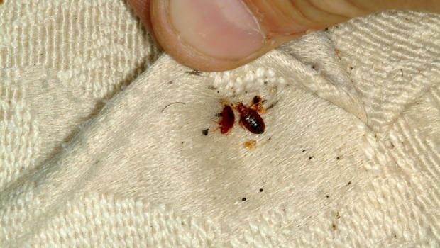 Bedbugs-Various Nymphs and adults.