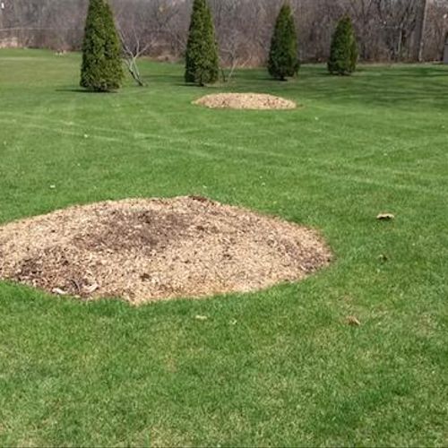 After stump grinding chips are raked into a clean 