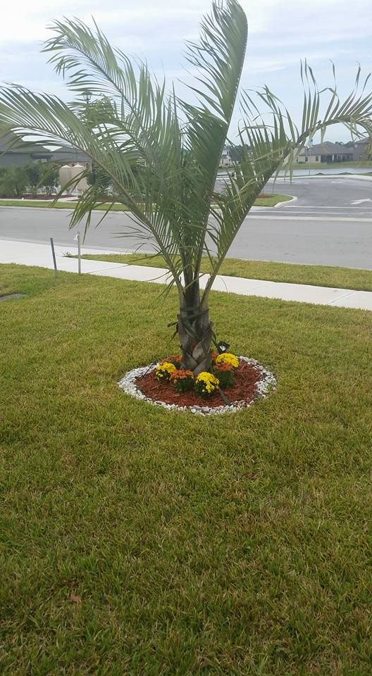 Planted tree, rock and Mulch