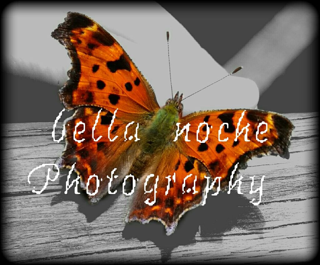Bella Noche Photography