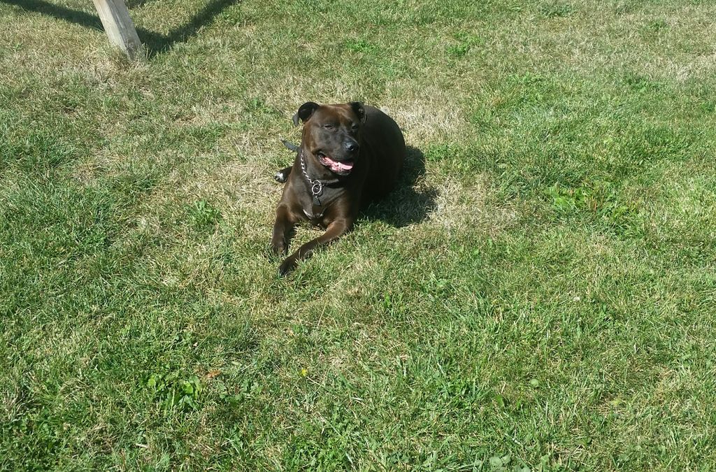 Miss Stella Loves basking in the sun! 🐾🌞