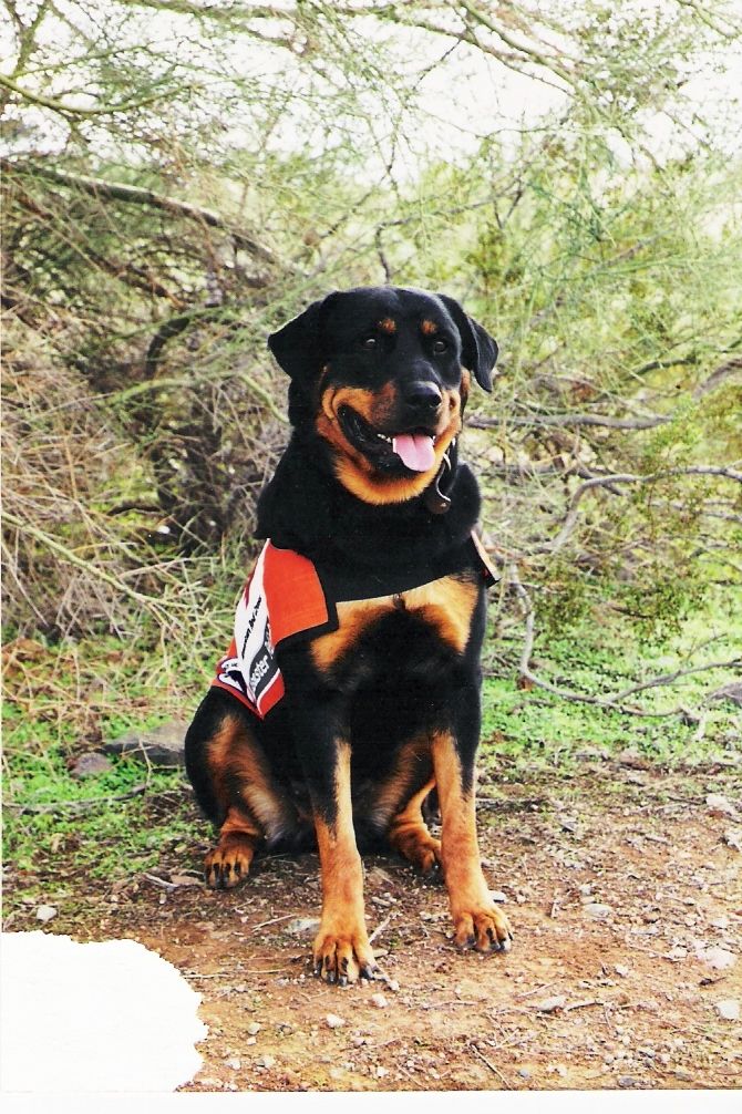 My search and rescue dog from several years ago.