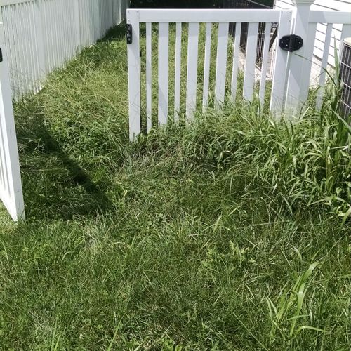 fence view-high grass before mow