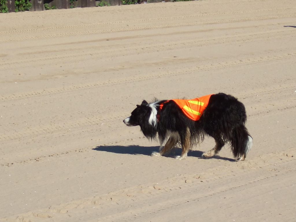 Teddy, my partner at Wild Goose Chase, stalking gu