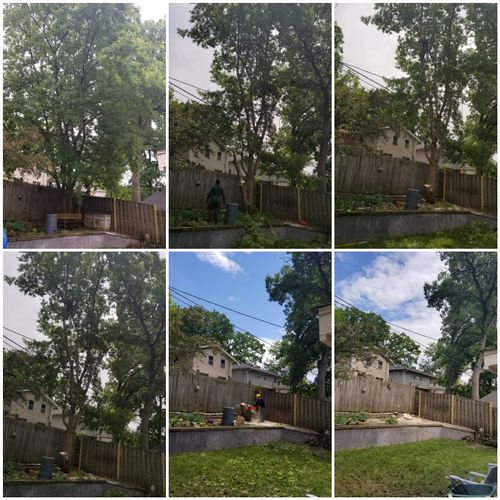 removing a large box elde tree on the back yard, c