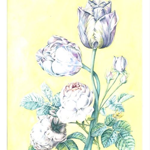 Tulip Arrangement Botanical Print Series Watercolo