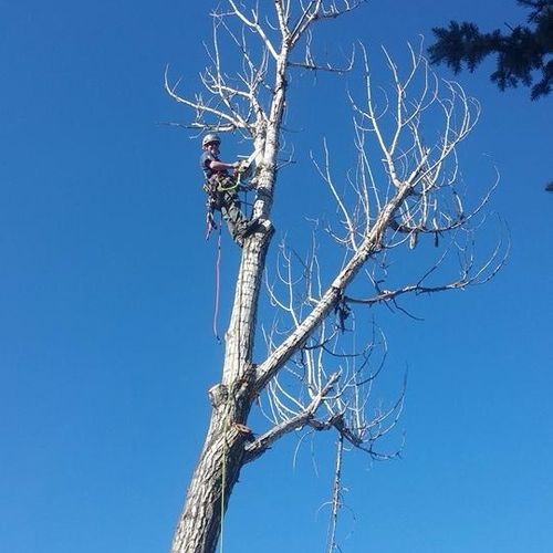 Dead cottonwood removal