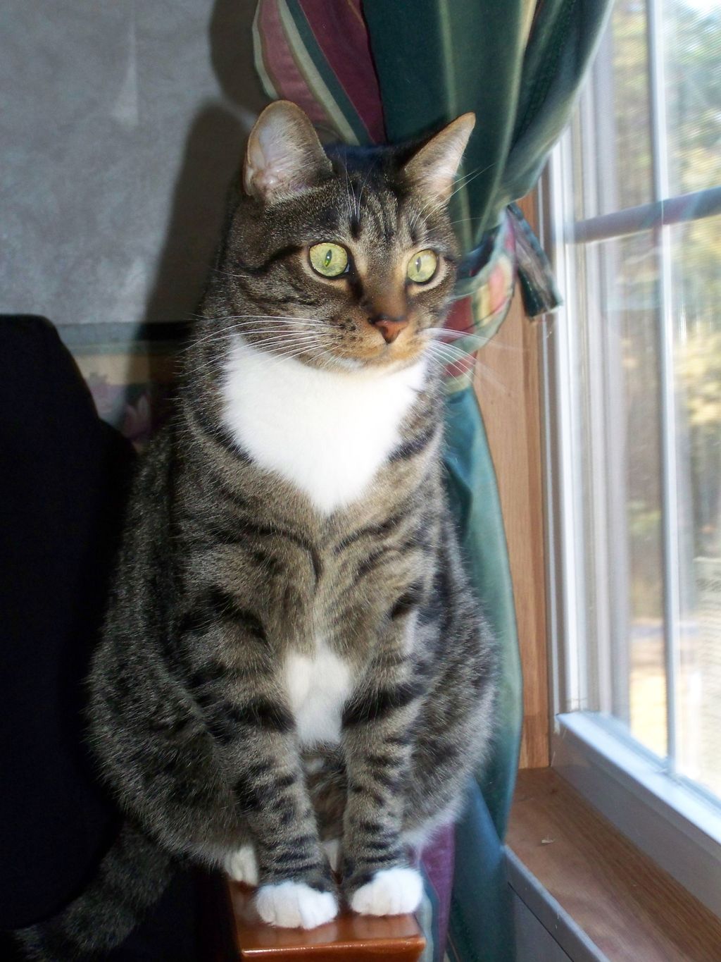 Coffee, my cat who passed a while ago