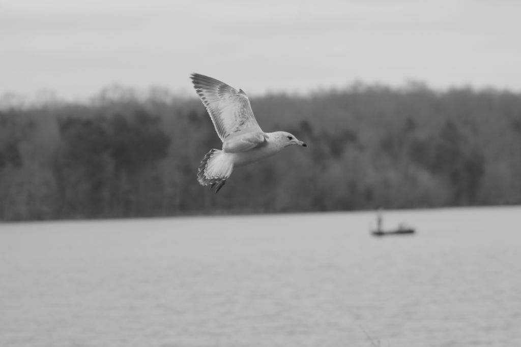 Photography involves capturing images with a camer