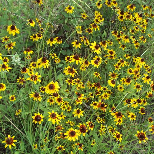 Native blooming perennials can thrive in hot and d