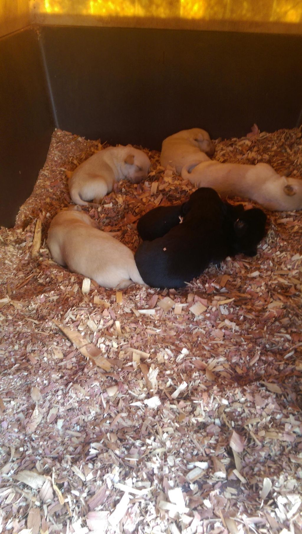 We have a new litter on the farm!