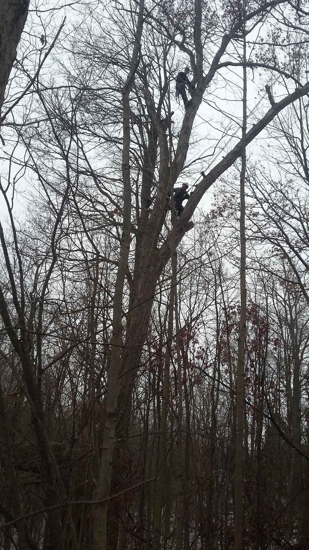 Climbing High Tree Service