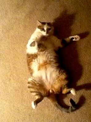 My slightly overweight cat "Oscar."  He doesn't pl