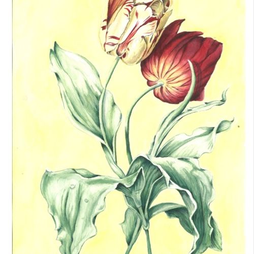 Tiger Tulip Botanical Print Series Watercolour 14 