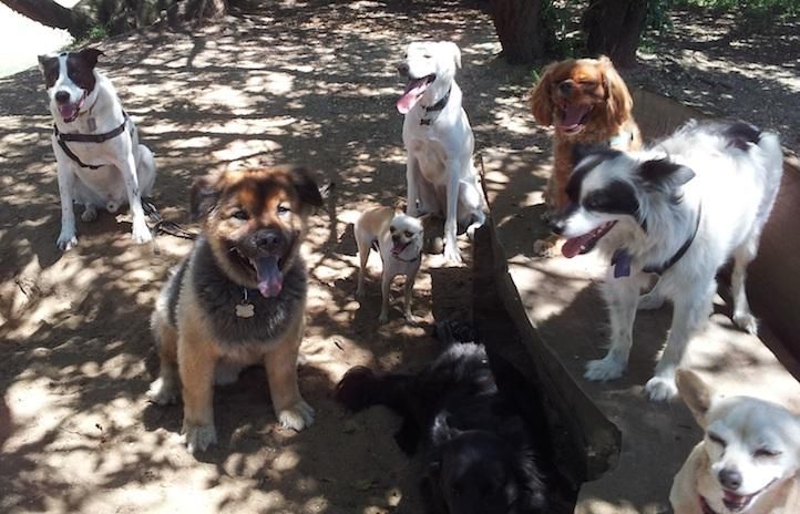 A pack of fun!