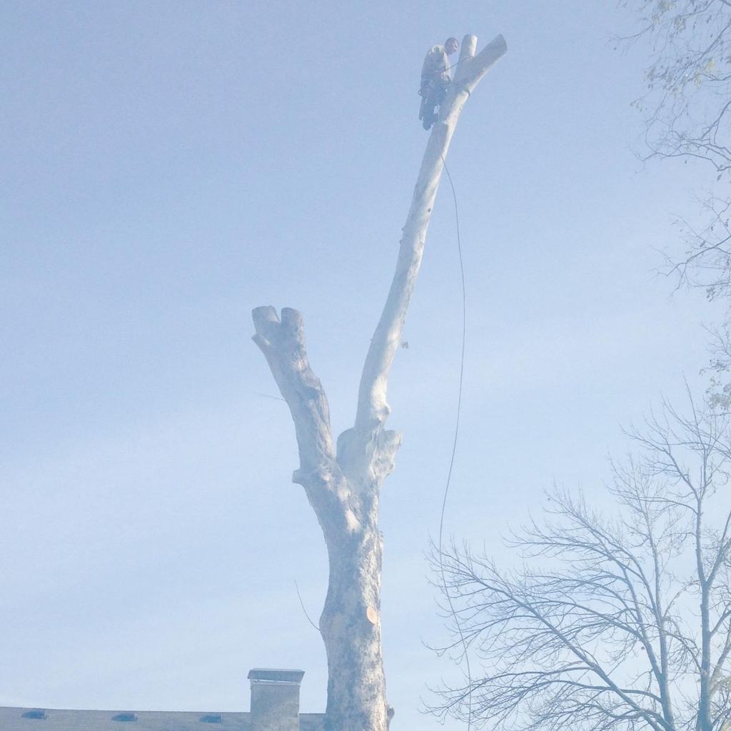 Top Notch Tree Service