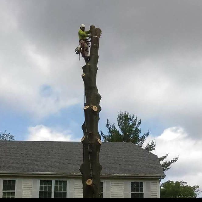 Rico Tree Service