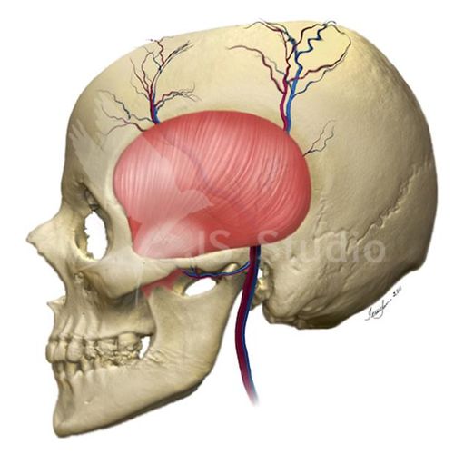 Skull and Temporalis Muscle

3D model of skull and