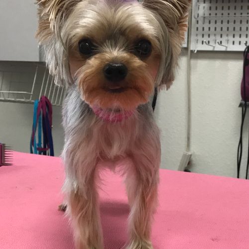 Yorkshire Terrier in a Asian Fusion   Style