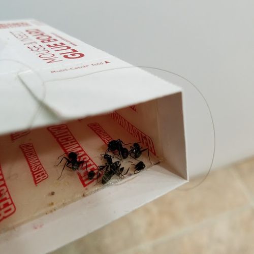 Carpenter Ants caught in trap