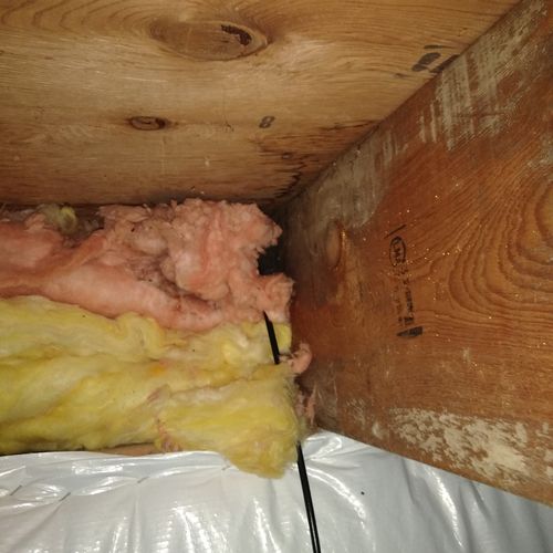 Mold colonies behind insulatuon in crawlspace