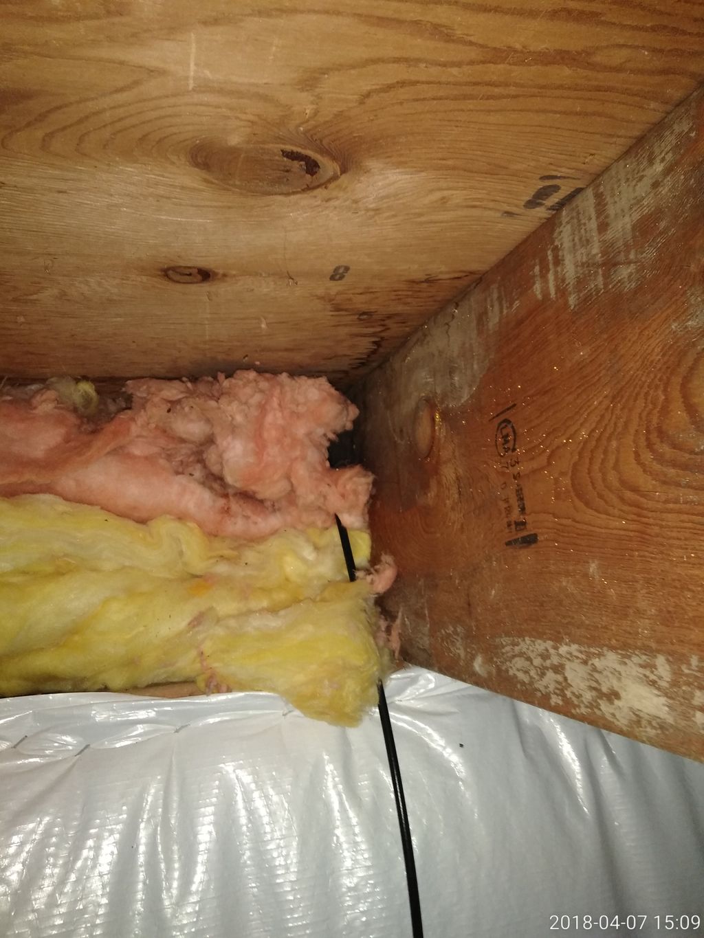 Mold colonies behind insulatuon in crawlspace