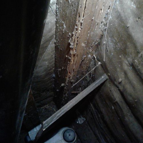 drywood termite damage on a 2x4 stud 