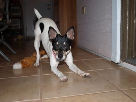 Lily, my Rat Terrier mix, does NOT like cameras!