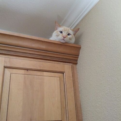 Ceiling cat is always watching.