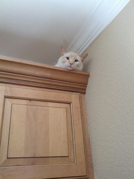 Ceiling cat is always watching.