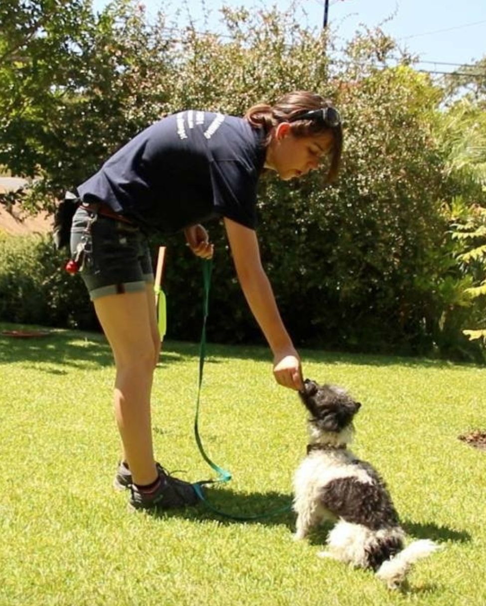 Basic obedience training 