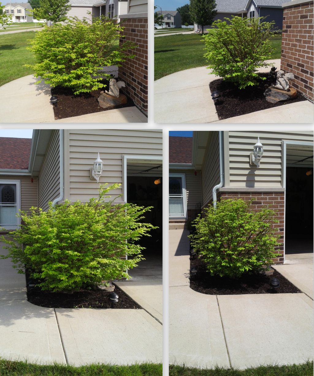 Proper Bush Trimming