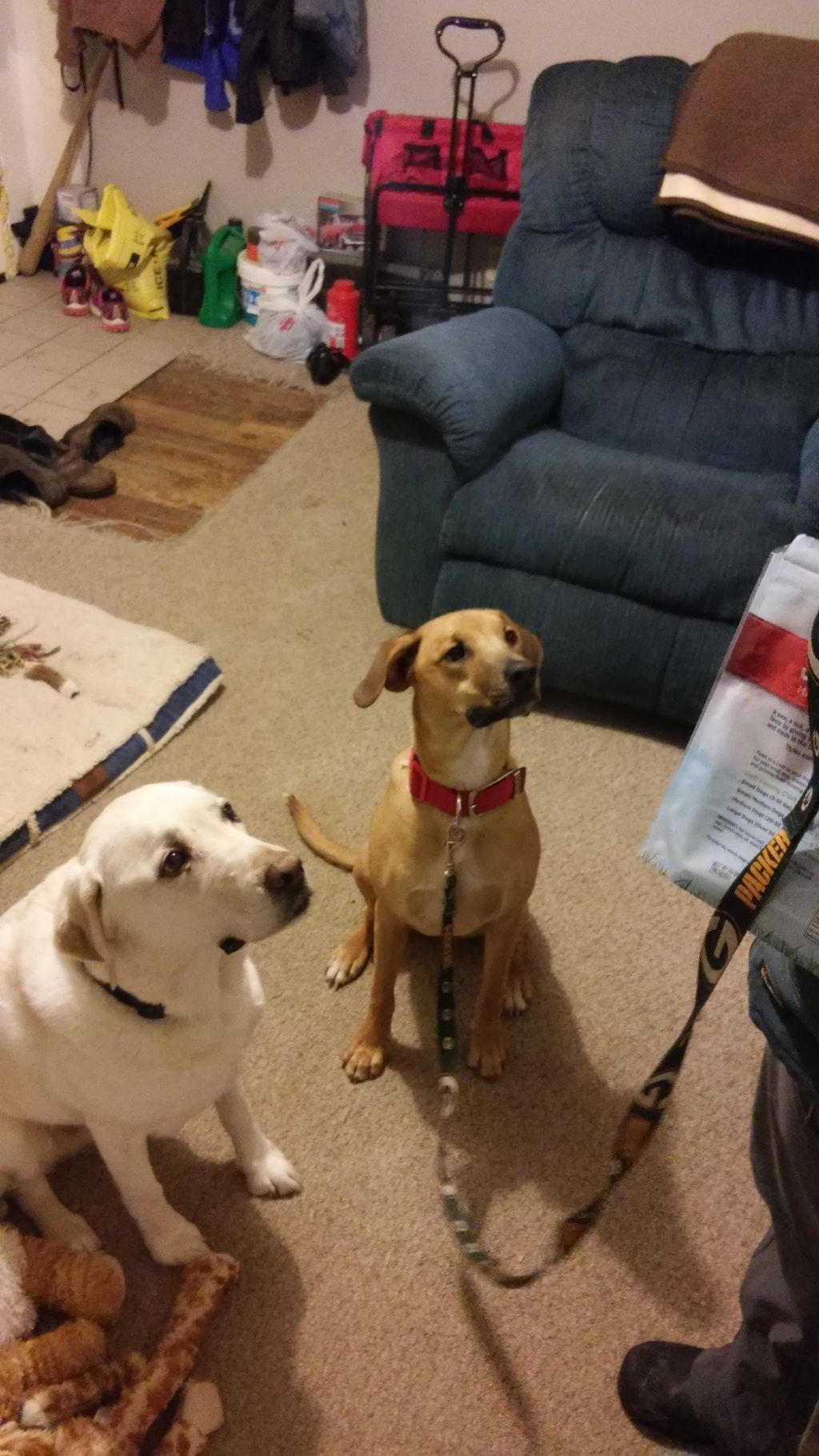 Nella, a friend's dog, learns that every situation
