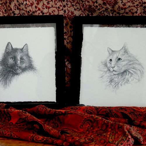 Cat portraits - pen on paper