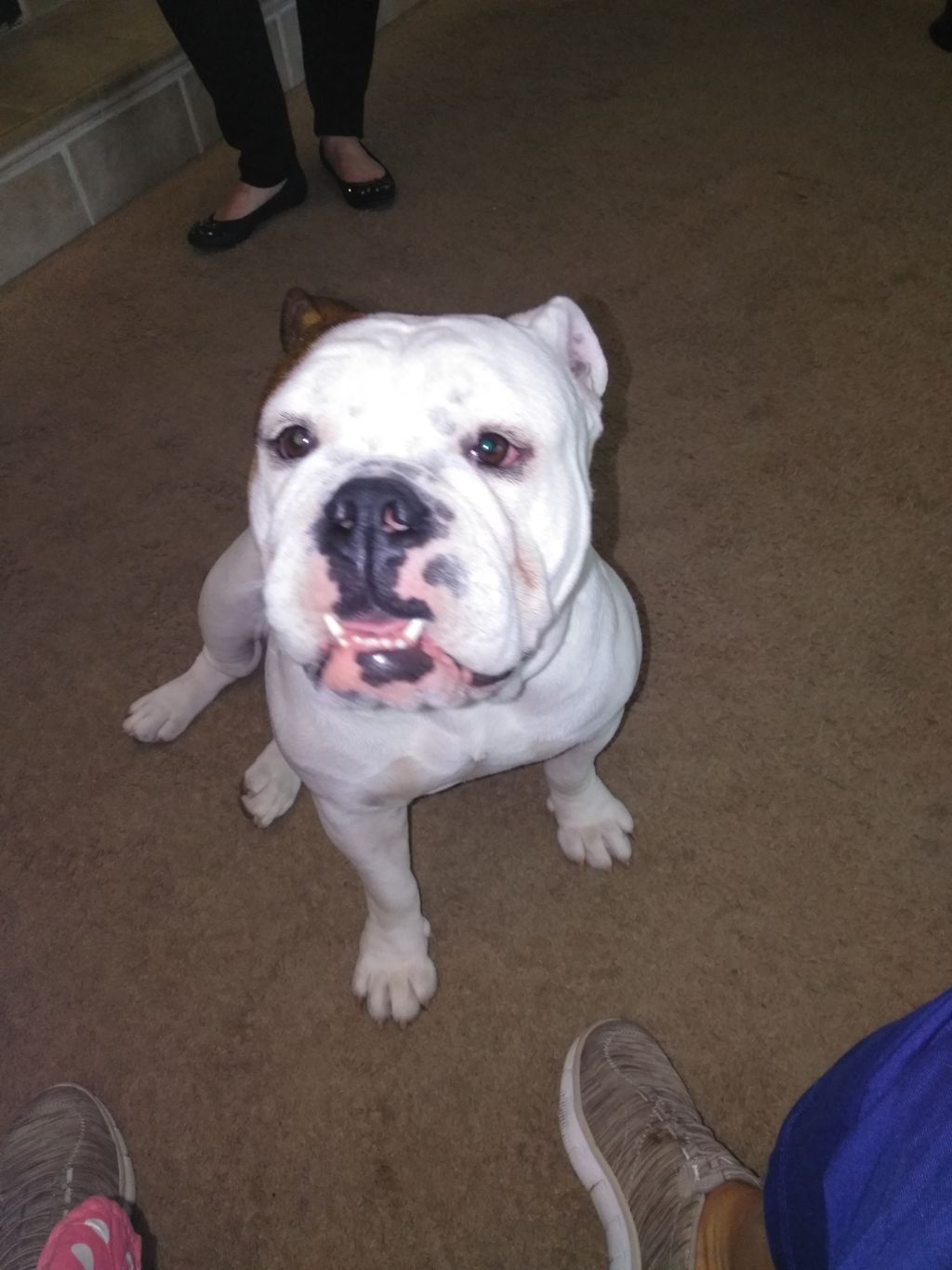 First lesson and sitting on command