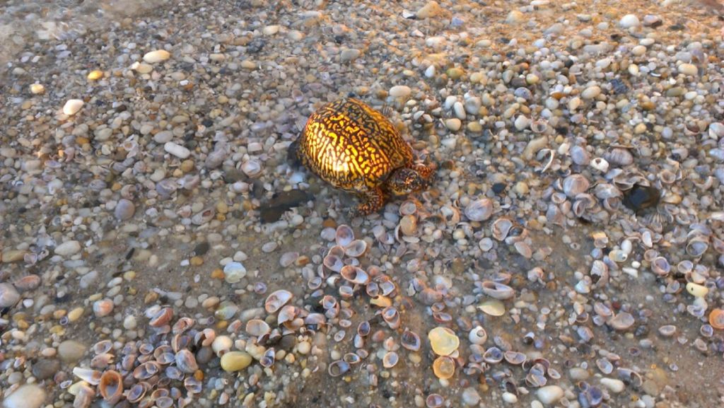 Nearby treasures on Shinnecock  Bay Beach